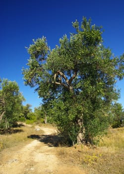 Olive Tree 17