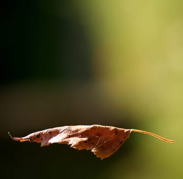 Falling Leaf