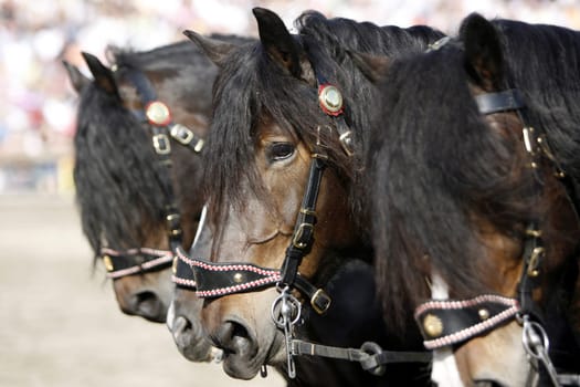 Noriker - a rare breed of horse in our country. Very calm,almost cool horses,which inspire with their sheer strength.