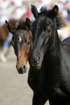 Arabian Stallion Foal