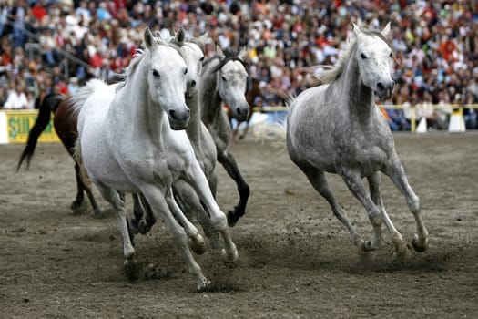 Mares Herd