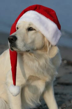 Christmas Goldie