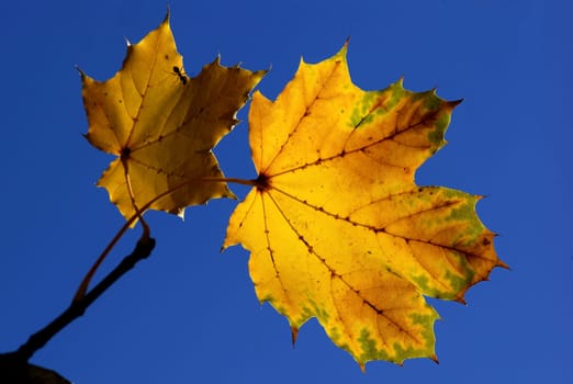 Autumn Colors