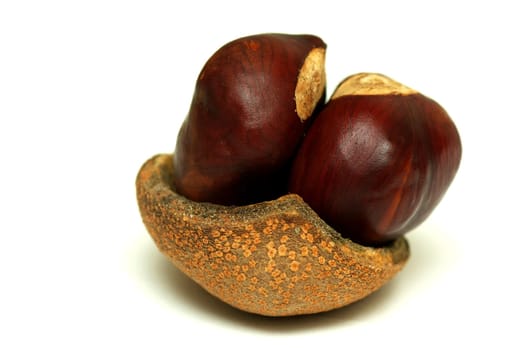 HORSE CHESTNUT
