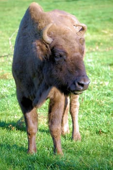Unfortunately almost extinct,the Wiesent. They are the closest relatives of North American bison. They used to be found all over Europe,but today they can only be found in remote forests of Eastern Europe