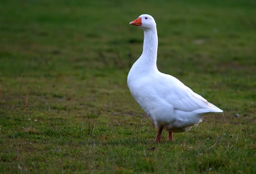 Goose