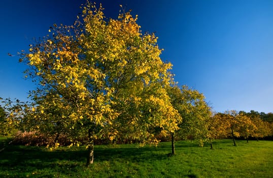 ... the cold but very clear day with a sensational light,made the autumn really shine again....