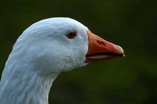 Goose