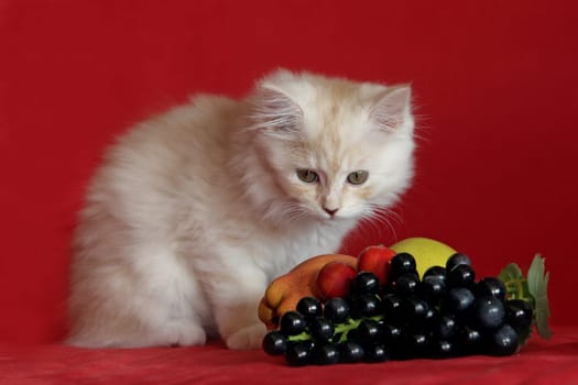 Little Jimmy - a Persian-Norwegian mix of a work colleague. In the picture just 10 weeks young