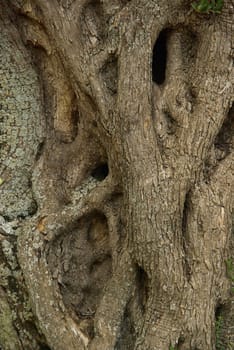 Olive Tree 37