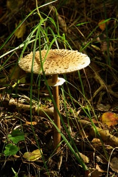 Giant umbrella mushroom 02