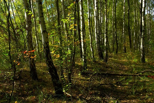 Forest 06