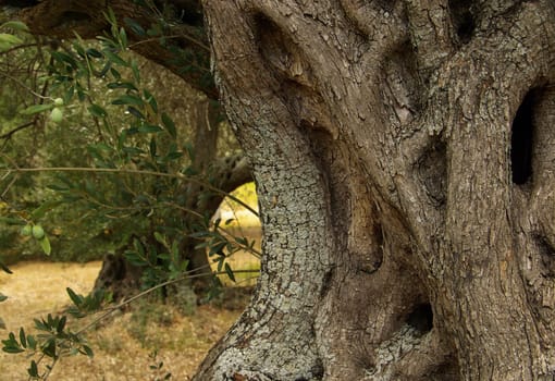 Olive Tree 44