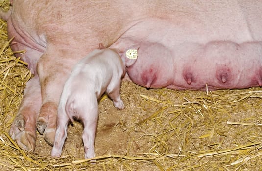 Free choice at the milk bar