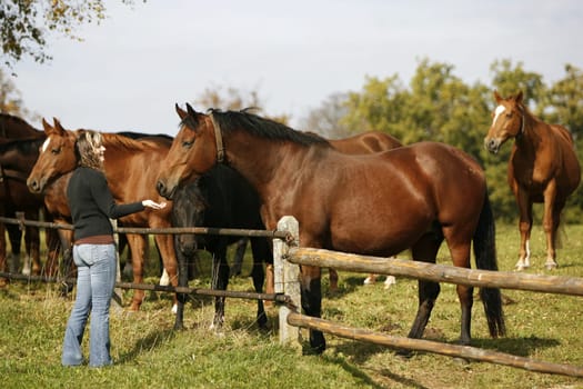 Woman at the horses