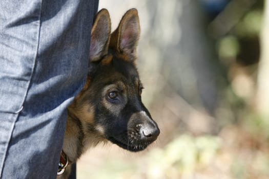 German Shepherd Puppy