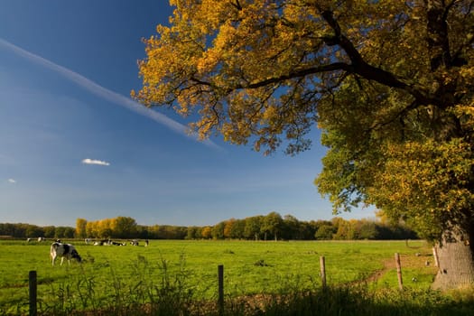 Autumn idyll on the Lower Rhine