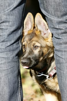 German Shepherd Puppy