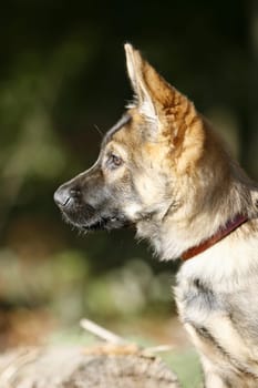 German Shepherd Puppy