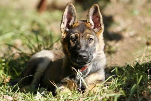 German Shepherd Puppy