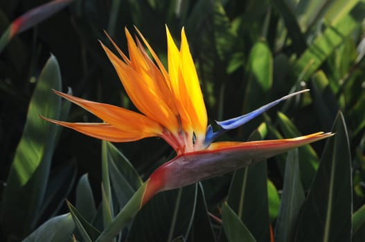 Bird of Paradise Flower
