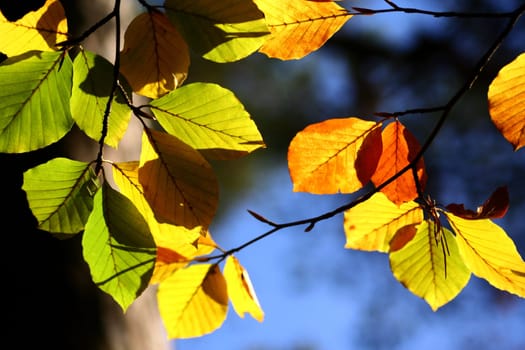 Colourful autumn