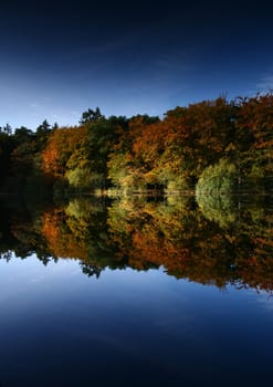 Forest Mirror