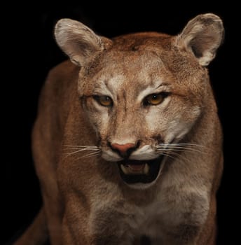 puma