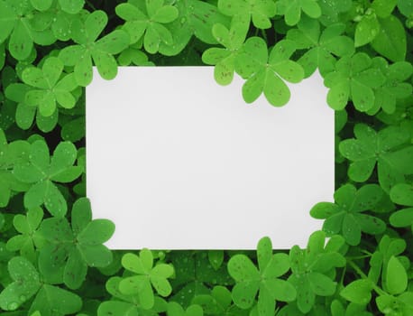 Clover and card