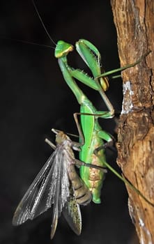 Mating