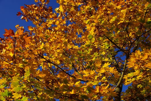Maple 06