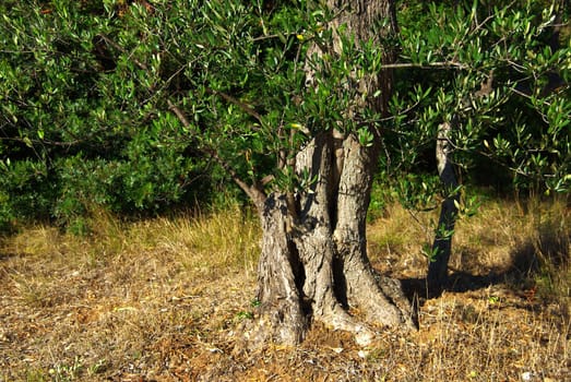 Olive Tree 15