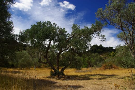 Olive Tree 29