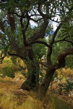 Olive Tree 20