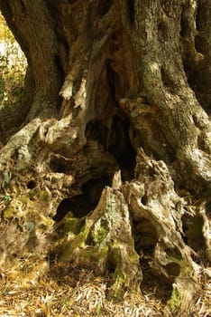 Olive Tree 40