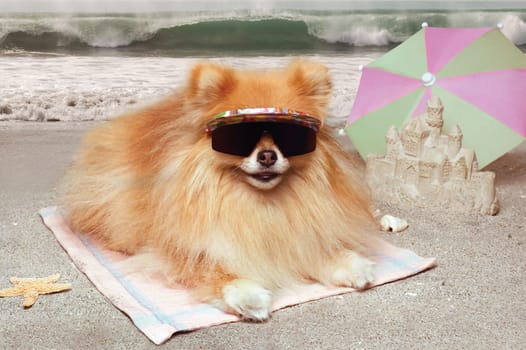 Dog on the beach