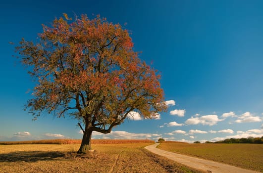 oh those shining,sun-drenched October days....
