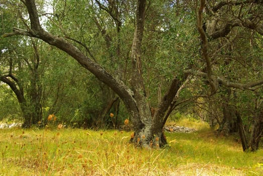 Olive Tree 41