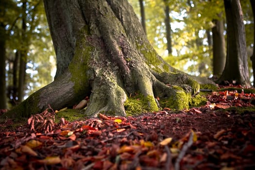 Rooted