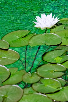 Water lily