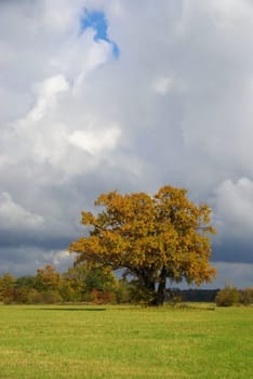 Oak 11