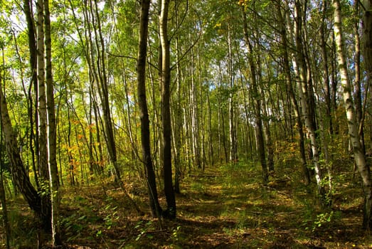 Forest 07