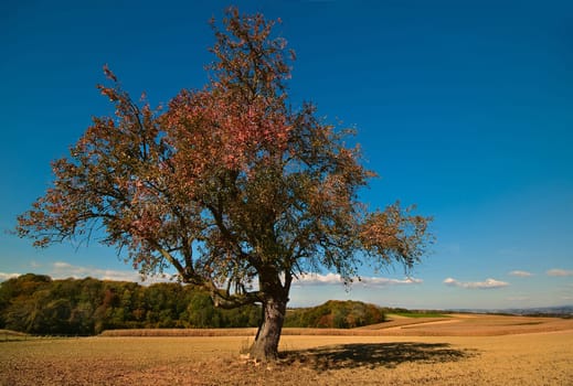 ... a second tree from this wonderful October day,I couldn't decide for a long time which one to bring,now I'll show you both...
