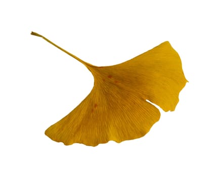 Ginkgo 15