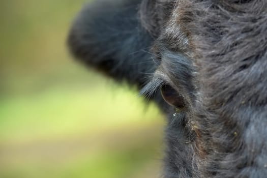 The Eye of the Yak