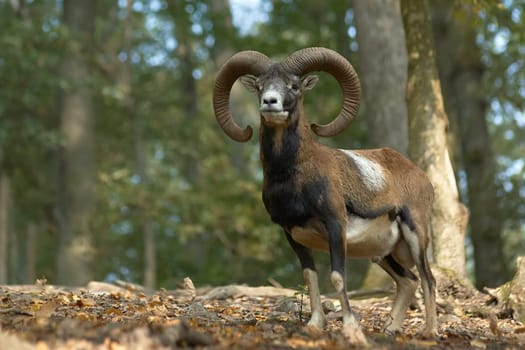Moufflon ram