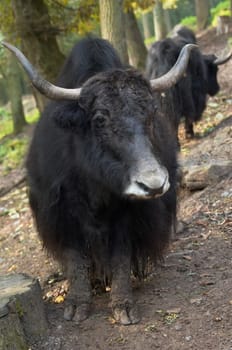 Yak Bull