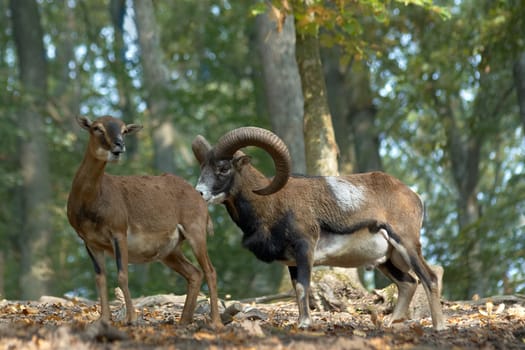 Moufflons in rut