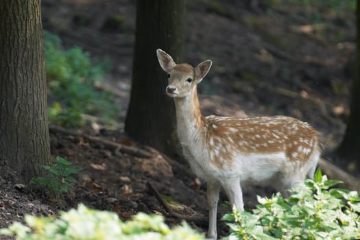 Sika doe