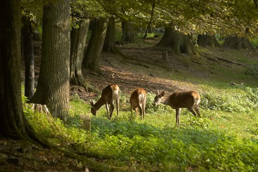 Deer